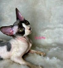 Chatons d'apparence Sphynx à vendre chez l'éleveur AMORE DI SPHYNX