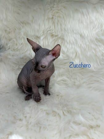 Image de la portée de chaton de l'élévage AMORE DI SPHYNX