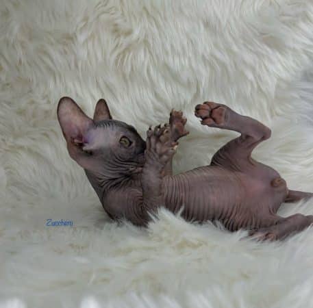 Image de la portée de chaton de l'élévage AMORE DI SPHYNX