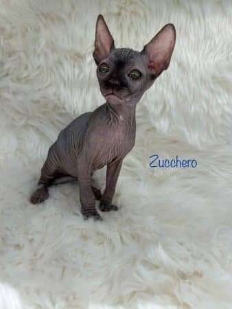 Image de la portée de chaton de l'élévage AMORE DI SPHYNX