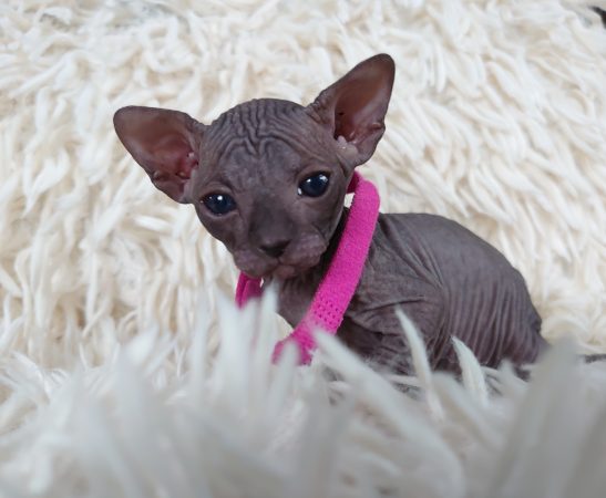 Image de la portée de chaton de l'élévage LES SPHYNX DE SOPHIE