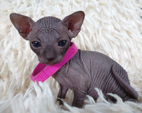 Image de la portée de chaton de l'élévage LES SPHYNX DE SOPHIE