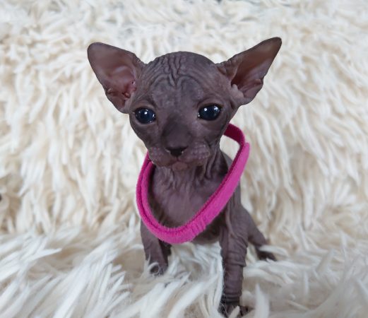 Image de la portée de chaton de l'élévage LES SPHYNX DE SOPHIE