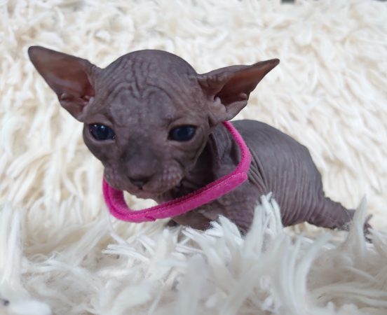 Image de la portée de chaton de l'élévage LES SPHYNX DE SOPHIE