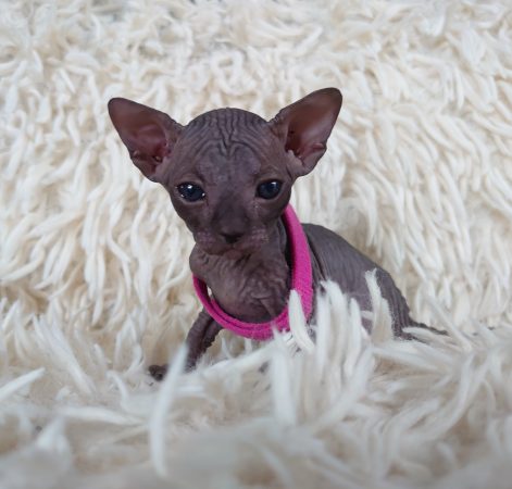 Image de la portée de chaton de l'élévage LES SPHYNX DE SOPHIE