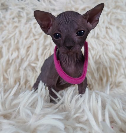 Image de la portée de chaton de l'élévage LES SPHYNX DE SOPHIE