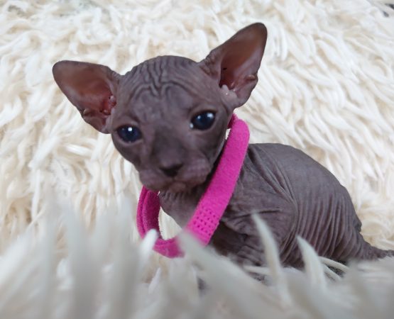 Image de la portée de chaton de l'élévage LES SPHYNX DE SOPHIE