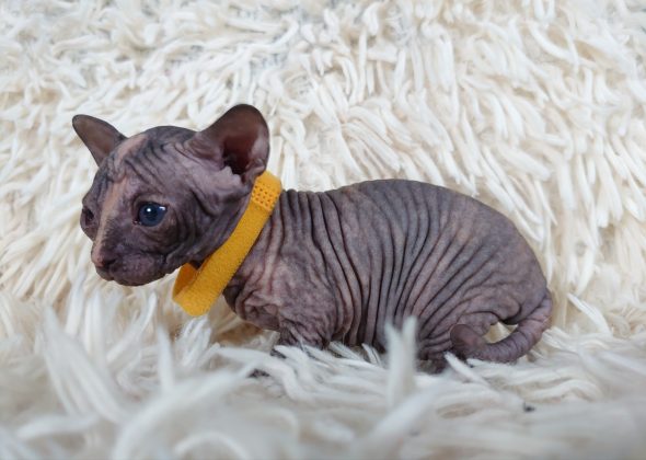 Image de la portée de chaton de l'élévage LES SPHYNX DE SOPHIE