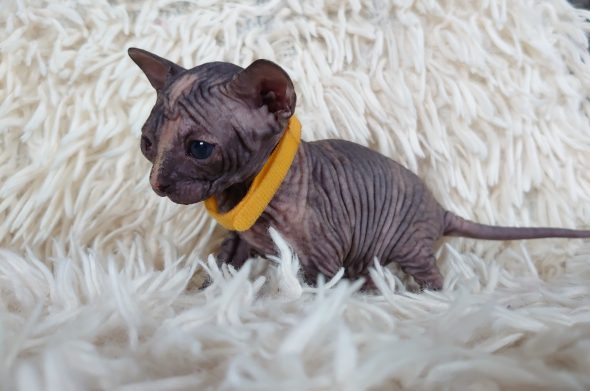 Image de la portée de chaton de l'élévage LES SPHYNX DE SOPHIE