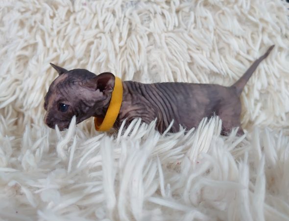 Image de la portée de chaton de l'élévage LES SPHYNX DE SOPHIE