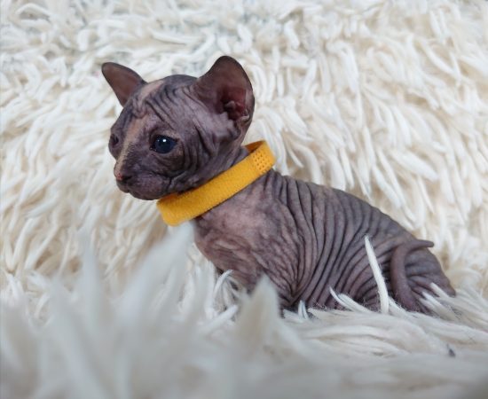 Image de la portée de chaton de l'élévage LES SPHYNX DE SOPHIE