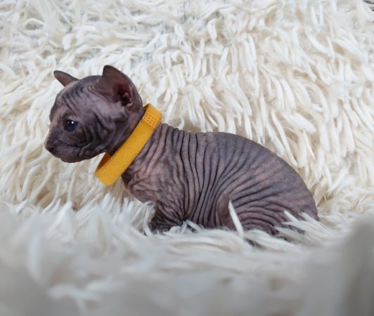 Image de la portée de chaton de l'élévage LES SPHYNX DE SOPHIE