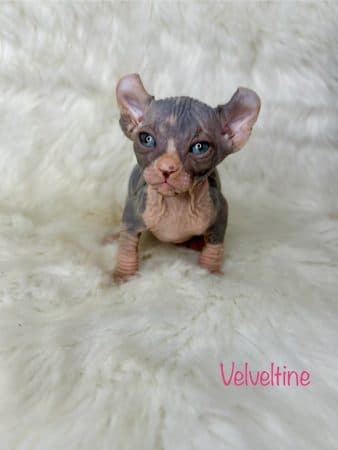 Image de la portée de chaton de l'élévage AMORE DI SPHYNX