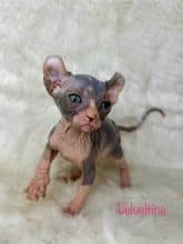 Chatons d'apparence Sphynx à vendre chez l'éleveur AMORE DI SPHYNX