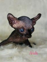 Chatons d'apparence Sphynx à vendre chez l'éleveur AMORE DI SPHYNX