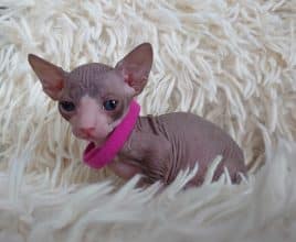 Chatons de race Sphynx à vendre chez l'éleveur LES SPHYNX DE SOPHIE