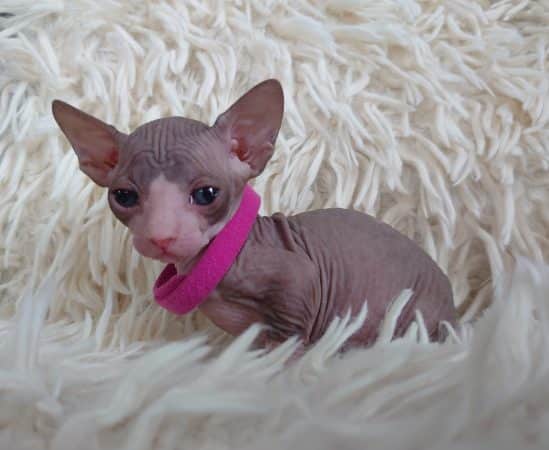 Image de la portée de chaton de l'élévage LES SPHYNX DE SOPHIE