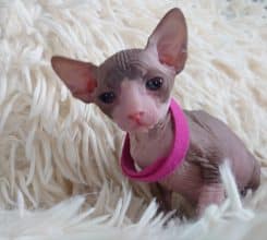 Chatons de race Sphynx à vendre chez l'éleveur LES SPHYNX DE SOPHIE