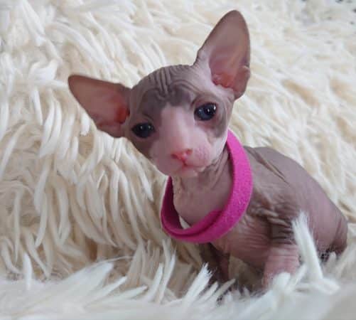 Image de la portée de chaton de l'élévage LES SPHYNX DE SOPHIE