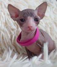 Chatons de race Sphynx à vendre chez l'éleveur LES SPHYNX DE SOPHIE