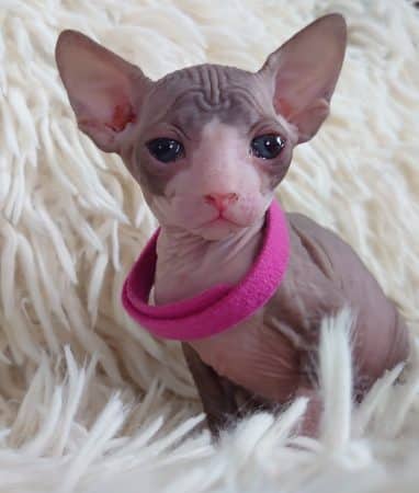 Image de la portée de chaton de l'élévage LES SPHYNX DE SOPHIE