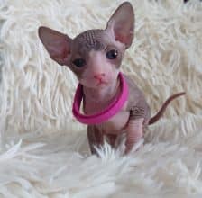 Chatons de race Sphynx à vendre chez l'éleveur LES SPHYNX DE SOPHIE