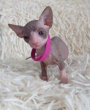 Chatons de race Sphynx à vendre chez l'éleveur LES SPHYNX DE SOPHIE