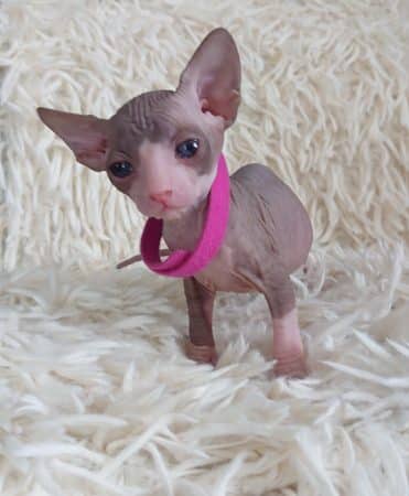 Image de la portée de chaton de l'élévage LES SPHYNX DE SOPHIE