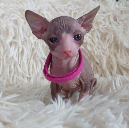 Image de la portée de chaton de l'élévage LES SPHYNX DE SOPHIE