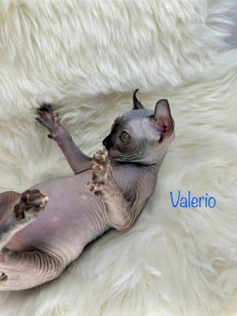 Image de la portée de chaton de l'élévage AMORE DI SPHYNX