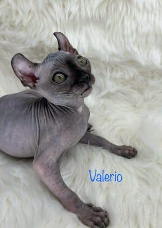 Image de la portée de chaton de l'élévage AMORE DI SPHYNX