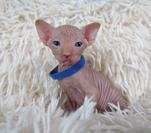 Image de la portée de chaton de l'élévage LES SPHYNX DE SOPHIE