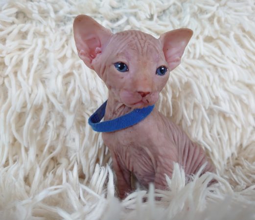 Image de la portée de chaton de l'élévage LES SPHYNX DE SOPHIE