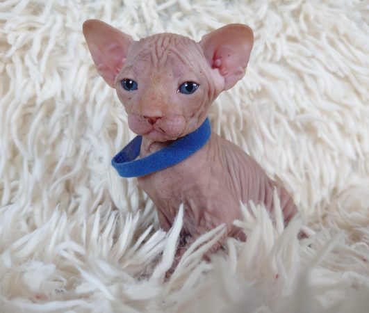 Image de la portée de chaton de l'élévage LES SPHYNX DE SOPHIE