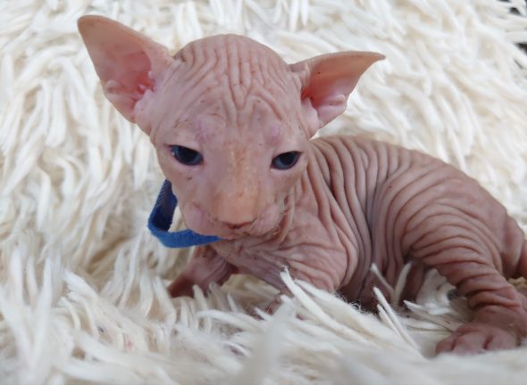 Image de la portée de chaton de l'élévage LES SPHYNX DE SOPHIE