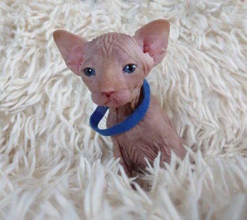 Image de la portée de chaton de l'élévage LES SPHYNX DE SOPHIE