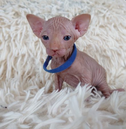 Image de la portée de chaton de l'élévage LES SPHYNX DE SOPHIE