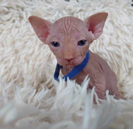 Image de la portée de chaton de l'élévage LES SPHYNX DE SOPHIE