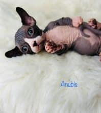 Chatons d'apparence Sphynx à vendre chez l'éleveur AMORE DI SPHYNX