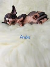 Chatons d'apparence Sphynx à vendre chez l'éleveur AMORE DI SPHYNX