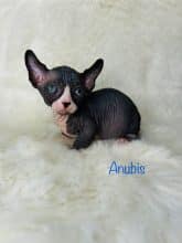 Chatons d'apparence Sphynx à vendre chez l'éleveur AMORE DI SPHYNX