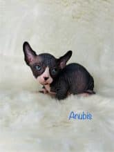 Chatons d'apparence Sphynx à vendre chez l'éleveur AMORE DI SPHYNX