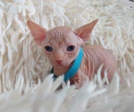 Chatons de race Sphynx à vendre chez l'éleveur LES SPHYNX DE SOPHIE