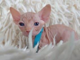 Chatons de race Sphynx à vendre chez l'éleveur LES SPHYNX DE SOPHIE