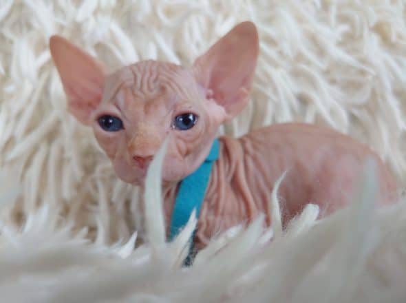 Image de la portée de chaton de l'élévage LES SPHYNX DE SOPHIE