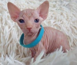 Chatons de race Sphynx à vendre chez l'éleveur LES SPHYNX DE SOPHIE