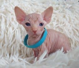 Chatons de race Sphynx à vendre chez l'éleveur LES SPHYNX DE SOPHIE