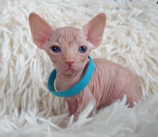 Image de la portée de chaton de l'élévage LES SPHYNX DE SOPHIE