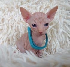 Chatons de race Sphynx à vendre chez l'éleveur LES SPHYNX DE SOPHIE