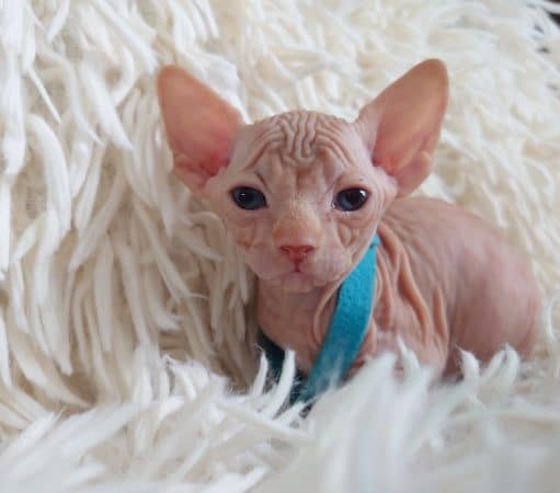 Image de la portée de chaton de l'élévage LES SPHYNX DE SOPHIE